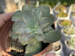 Suloa variegata