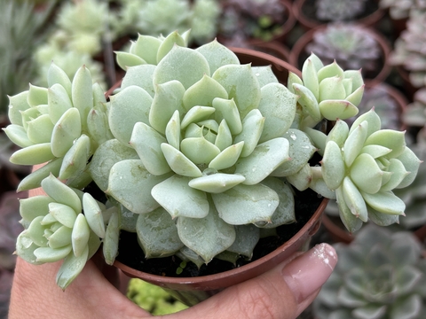 Echeveria Deremberg - pote 09