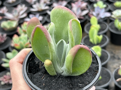Kalachoe oricula