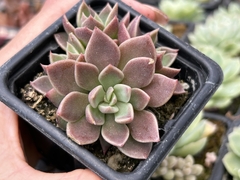 Sinocrassula indica pote 8
