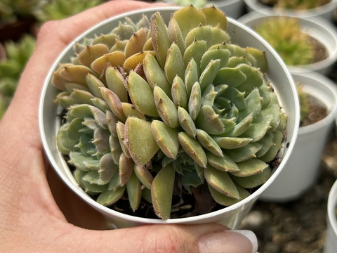 Echeveria Dark rubra x bluebird PT09