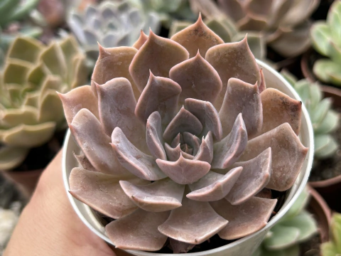 ECHEVERIA LINDA JEAN PT 09
