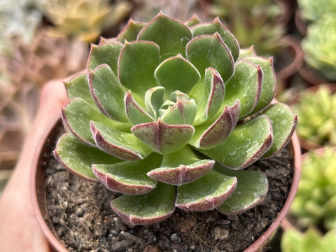 Echeveria Joan Daniel PT 09