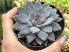 ECHEVERIA LULU PT09