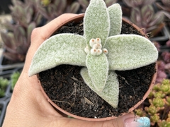 KALANCHOE ERIPHYLLA PT09