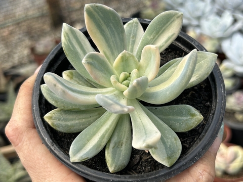 Echeveria Lavender variegata
