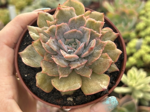 Echeveria orion monstruosa