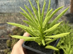 Peperomia ferreyrae pt08