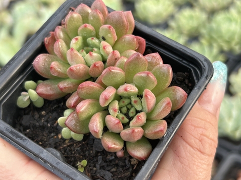 Echeveria bashfull pt08