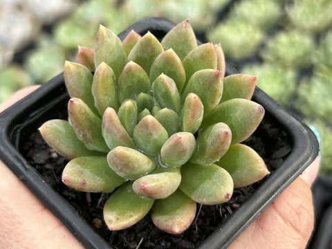 Echeveria Alba aloha variação pt08