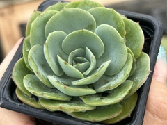 Echeveria Atlantis pt08