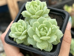 Echeveria deremberg pt08