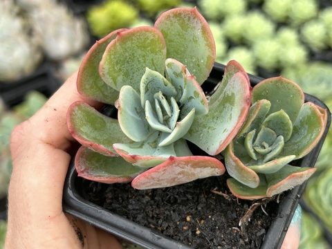 Echeveria Lexus pt 08