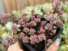 Sedum Confete pt 08