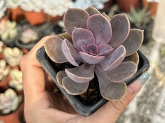 Echeveria linn pt08