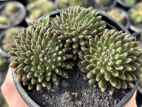 Crassula ouriço