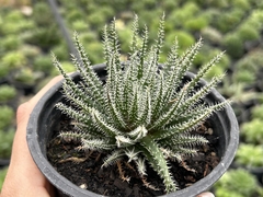 Haworthia Haworthioides - Pote 11