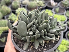 Gasteria Nigricans -pote 11