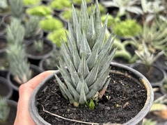 Haworthia Glauca - pote 11