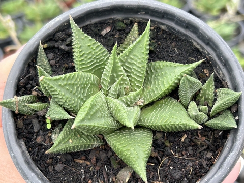 Haworthia tuberculata - pote 11