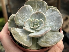 Echeveria Magic Ball - pote 09