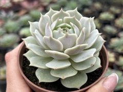 Echeveria Lola - pote 09