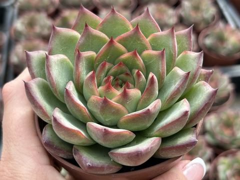 Echeveria Fire Pilar