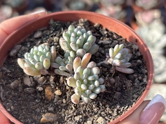 Pachyphyllum Bluebean pote 09