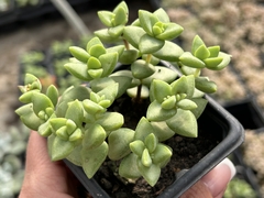 Crassula rupestris