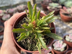 Kalanchoe spider