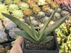 Aloe striata