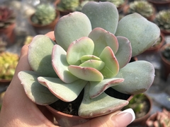 Echeveria gila - pt 09