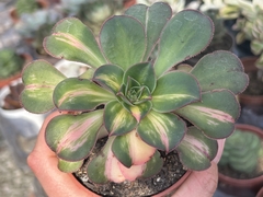 Aeonium Lemon lime