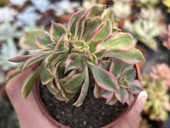 Aeonium Sumburst cristata