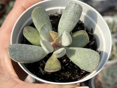 ADROMISCHUS UMBRATICOLA