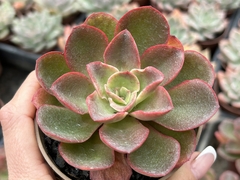 E. kakurei