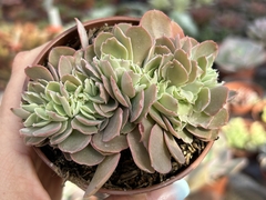 E. japan moon river cristata