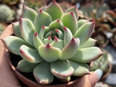 Echeveria Beatrice - pt 09