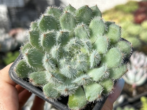 Echeveria setosa diminuta