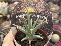 Leuchtenbergia principis pt 08