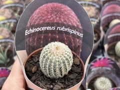 Echinocereus rubrispinus pt 08