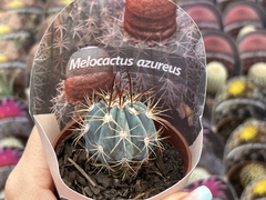 Melocactus azureus pt 08