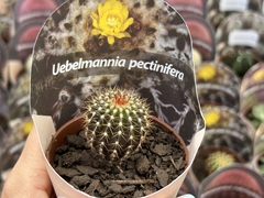 Uebelmannia pectinifera pt 08
