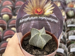 Astrophytum myriostigma pt 08