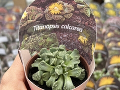 Titanopsis calcarea - pote 08