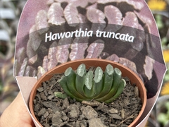 Haworthia Truncata