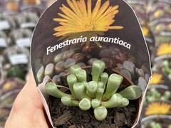Frithia Pulchra Dedinho de Et