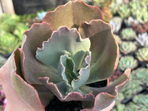 Mauna loa