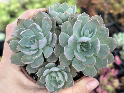 ECHEVERIA ANGEL