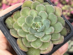 E. Paula